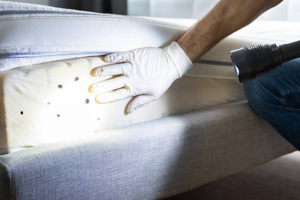 Best Mosquito Control Services  in Snead, AL