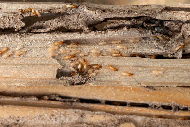 Reliable Snead, AL Pest Control Solutions